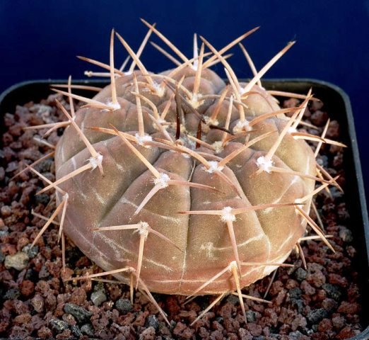 Gymnocalycium_triacanthum